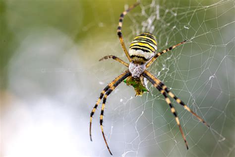Best spider pest control services in Doha, Qatar : Skymoonpest
