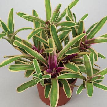 Neoregelia Bromeliad White Striped