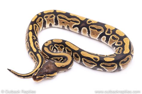 Wild Ball Python 的图像结果