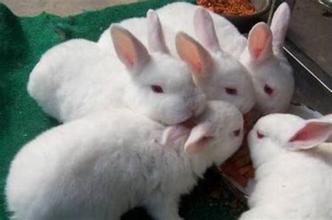 【兔子】兔子吃播真的很难有啥兔子不吃，会喝粥的兔子见过吗？ - YouTube