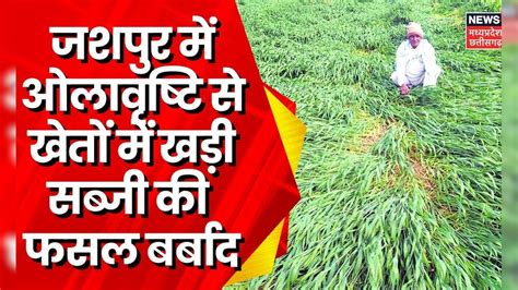 Weather News : Jashpur में बदला मौसम का मिजाज, ओलावृष्टि से खेतों में ...