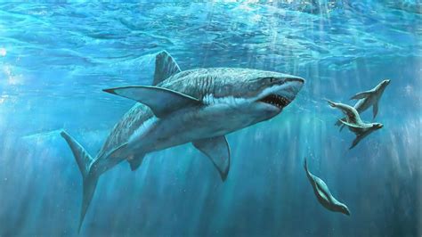 🔥 [50+] Shark Screensavers and Wallpapers | WallpaperSafari