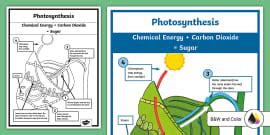 Photosynthesis Poster - Display Resource - KS2