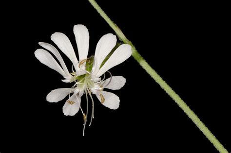 Silene dichotoma Ehrh. | Plants of the World Online | Kew Science