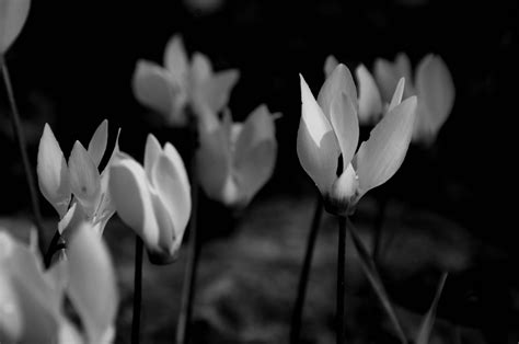 Black And White Cyclamen Flowers Free Stock Photo - Public Domain Pictures
