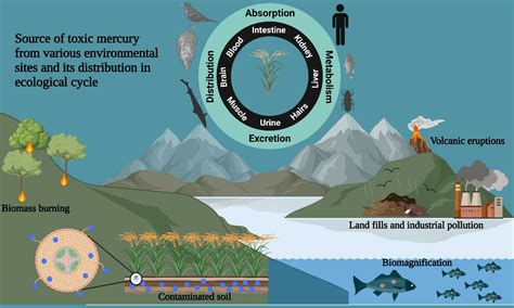 Biomagnification 的图像结果
