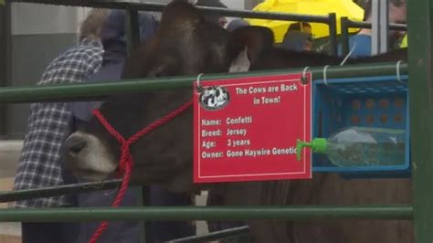 Cows on the Concourse to return in less than a month