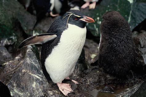 Definitive Guide To Eastern Rockhopper Penguin Facts, Habitat ...