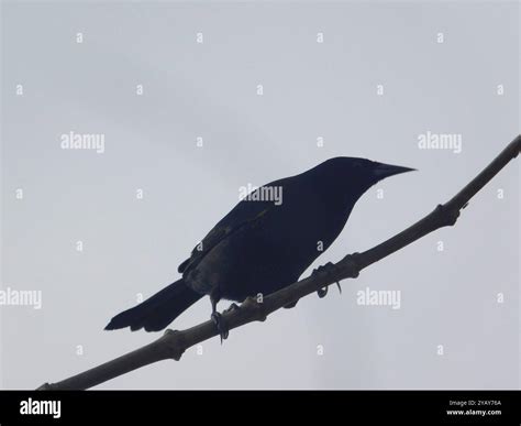 Yellow-winged Blackbird (Agelasticus thilius) Aves Stock Photo - Alamy