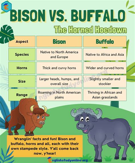 Bison vs. Buffalo: What's the Difference? - English Study Online