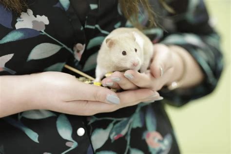 Do Hamsters Hibernate or Is Mine Dead | What Is Torpor - Woodgreen Pets Charity