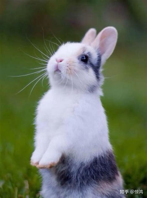 宠物兔子起名大全-起名网