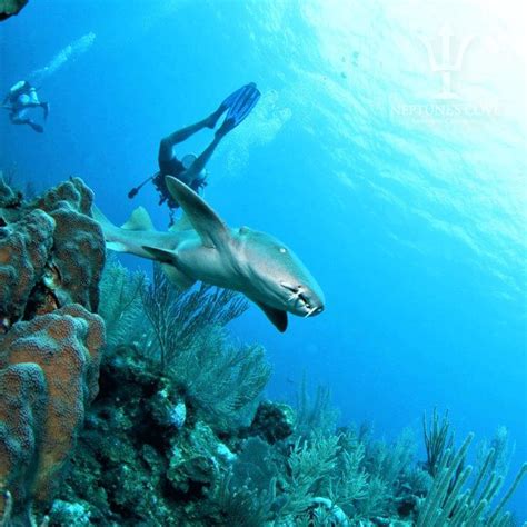 Scuba Diving Tour: Blue Hole Snorkel - Belize City, Belize District