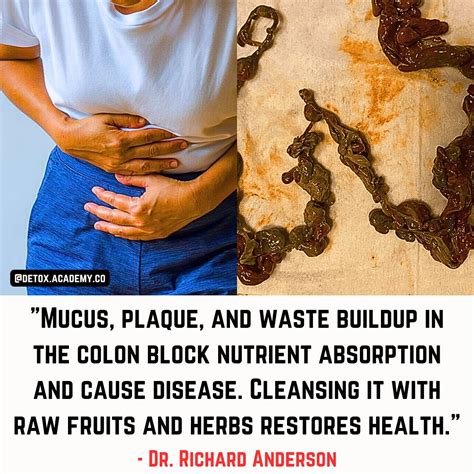 Dr. Detox (Herbal Brand) | the benefits of cleansing your colon are endless. “all disease begins ...