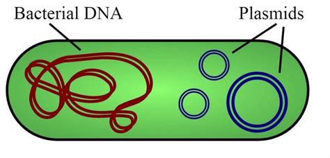 Step-by-step process of Pfizer makes COVID-19 vaccines explained [read ...