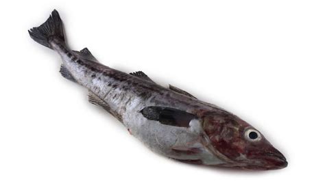 Image result for Alaskan Pollock