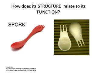 Image result for What Is Its Function