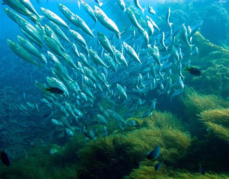 Zip Line – Catalina Island Tour Reviews