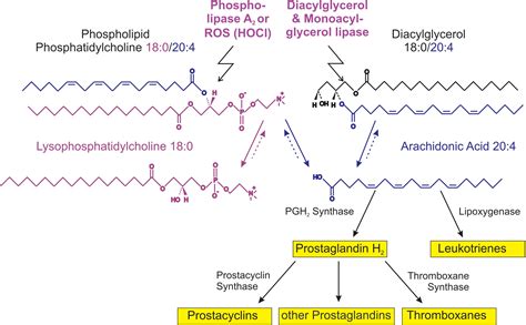 Frontiers | Phospholipases and Reactive Oxygen Species Derived Lipid ...