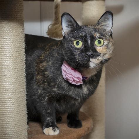 Meet Adoptable Cats at Two by Two Rescue - Birmingham Christian Family ...