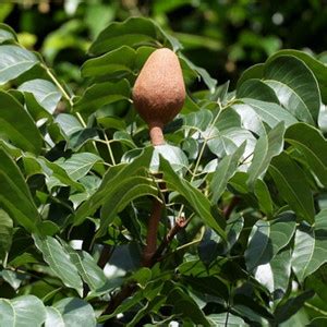 Hug A Plant Mahogany Plant Price in India - Buy Hug A Plant Mahogany ...