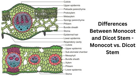 Differences Between Dominance and Overdominance Hypotheses - Biology ...