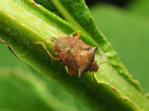 About Spined Soldier Bug - Maryland Biodiversity Project
