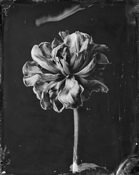 Culture Black and White 的图像结果