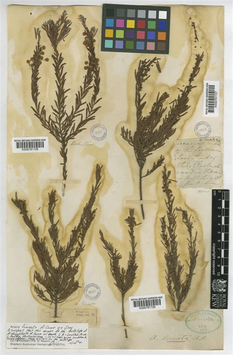 Acacia lineata A.Cunn. ex G.Don | Plants of the World Online | Kew Science