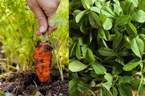 Lifestyle news: gardening tips for plough vegetable in witer