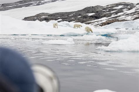 A Polar Bear Adventure in East Greenland - Visit East Greenland