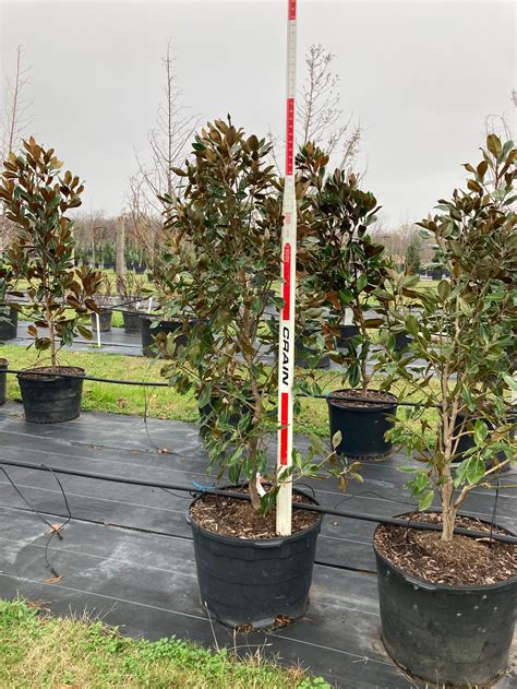 Little Gem Magnolias | Texas Tree Farms