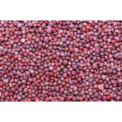 Agriseeds Ritika F1 Hybrid Broccoli Organic Vegetable Seeds 129 Pis