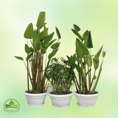 Mix Water Plant|₹4,950.00|Ankit Nursery