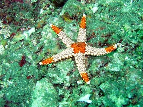 Echinoderms Examples 的图像结果