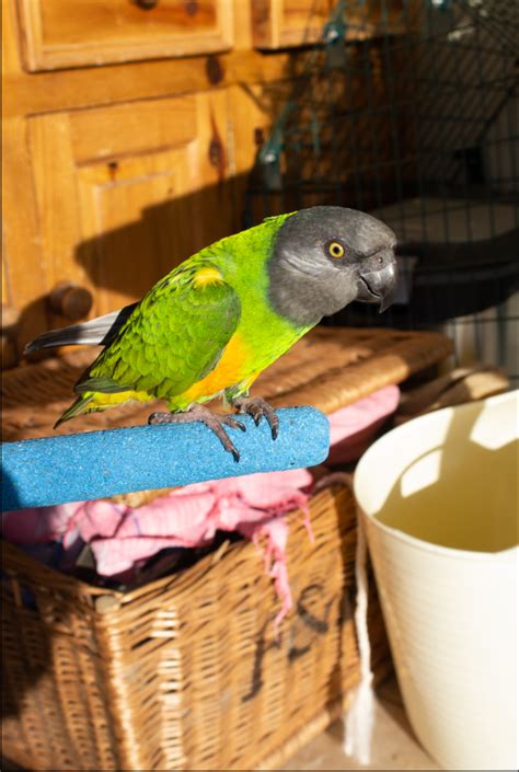 Image result for Coco Key Red Parrot