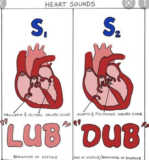 Cortex oi ute guen he \"lub\" of the \"lub-dub\" sound the heart makes ...