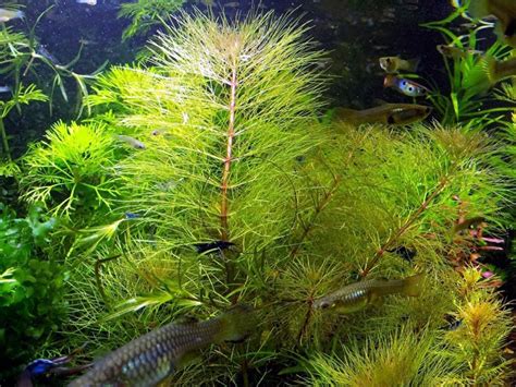 Austr Sumpffreund Browns Bündel Versand Abholung in Mechernich | Tiere ...