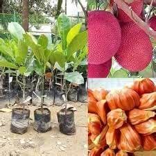 NANDINI GARDEN- RED JACKFRUIT TREE LIVE PLANT | RARE EXOTIC VARIETY ...