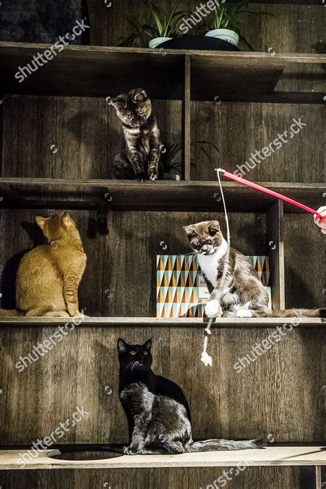 Java Whiskers Logo 的图像结果