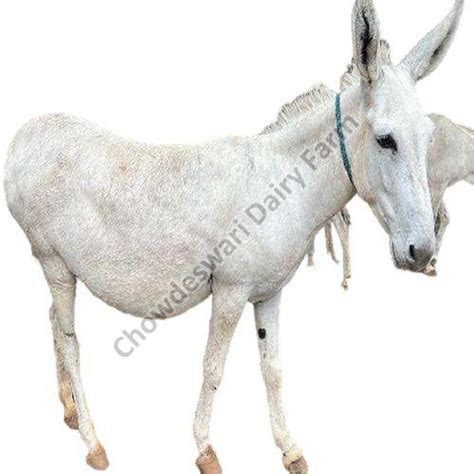 Live Katwadi Donkey Manufacturer Supplier from Anantapur India