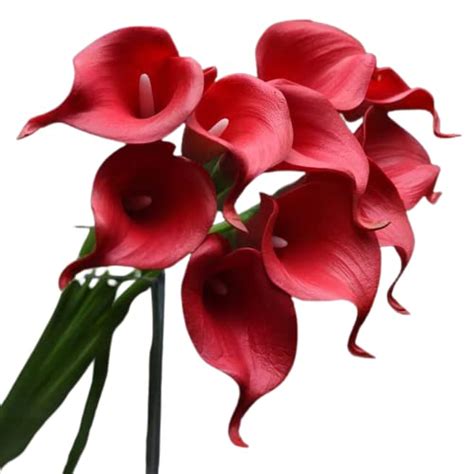 Siddhi Vinayak Gallery® Organic Calla Lilly Bulbs Easy Growing For ...