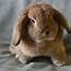 Image result for Holland Lop Full-Grown