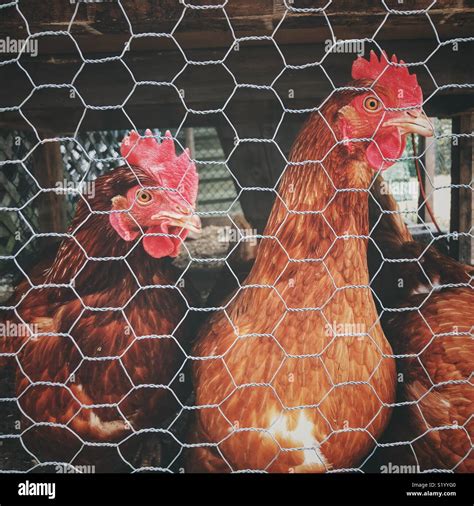 Backyard Rhode Island Red chickens behind chicken wire in pen ...