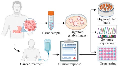Precision Medicine for Gastric Cancer: Current State of Organoid Drug ...