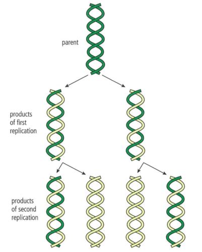 DNA Replication Strand 的图像结果
