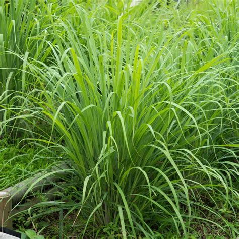 Lemongrass Essential Oil – Bulk Supplier in India – Hiya India