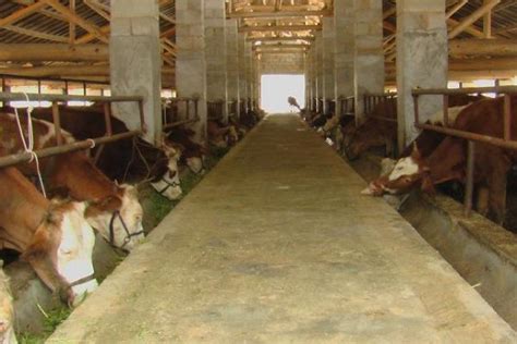 养牛场投资预算表 开一家养牛场需要多少钱 - 朵拉利品网