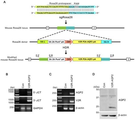 Genome-Engineered mpkCCDc14 Cells as a New Resource for Studying AQP2