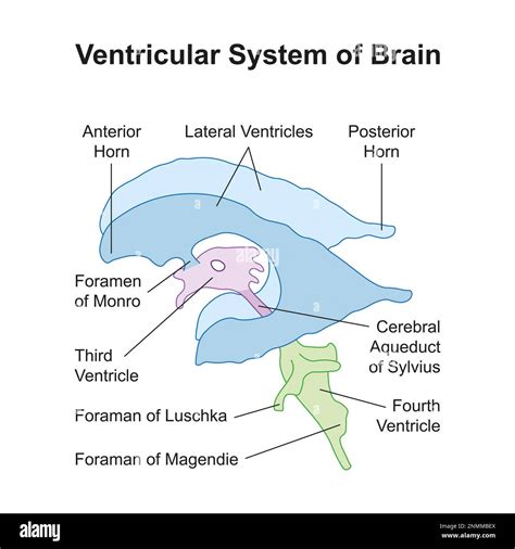 Foramen Of Magendie